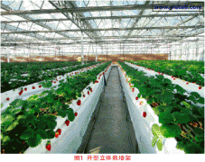 草莓无土栽培设施装备的研究应用