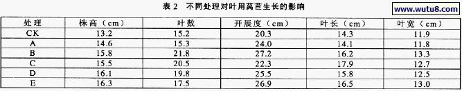 不同处理对叶用莴苣生长的影响