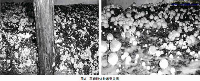 草菇液体种出菇效果