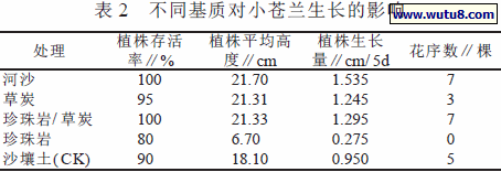 不同基质对小苍兰生长的影响