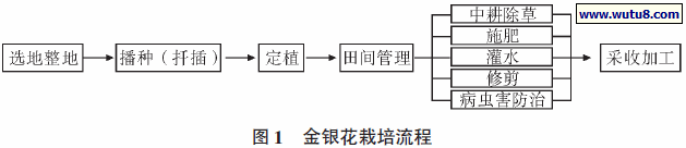 金银花栽培流程