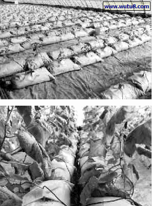 黄瓜袋式无土栽培