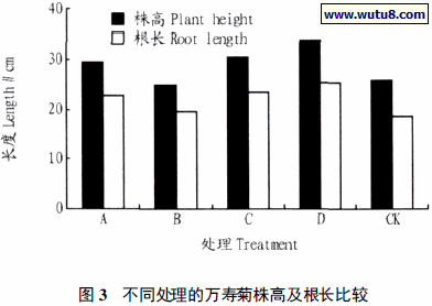不同处理的万寿菊株高及根长比较