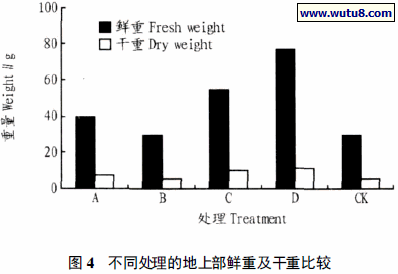 不同处理的地上部鲜重及干重比较