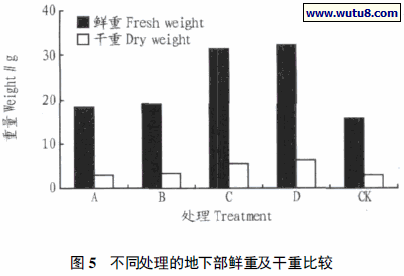 不同处理的地下部鲜重及干重比较