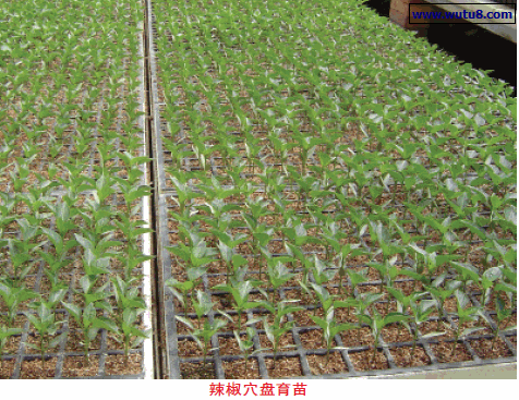 辣椒穴盘育苗