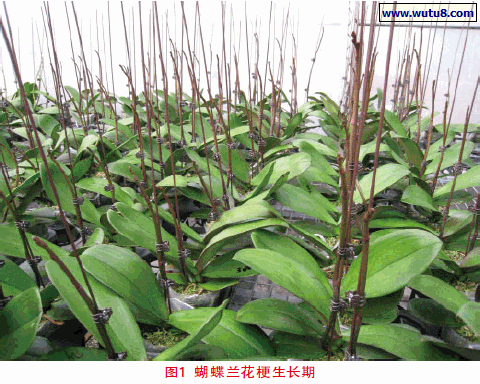 蝴蝶兰花梗生长期