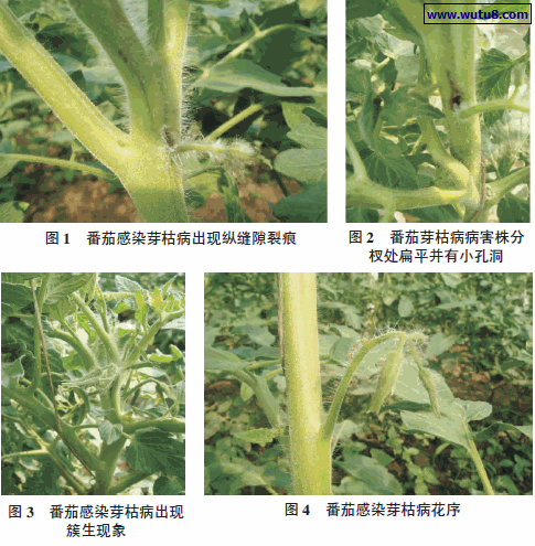 番茄芽枯病表现症状
