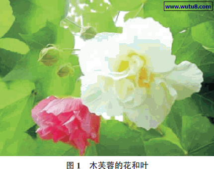 木芙蓉的花和叶