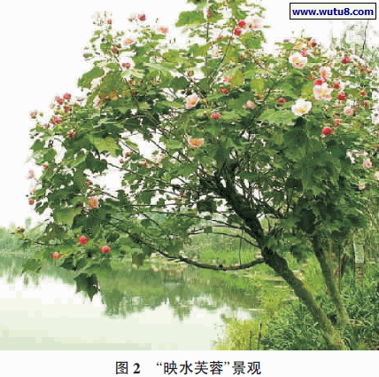 “映水芙蓉”景观