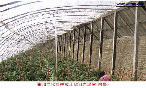 银川二代立柱式土筑日光温室(内景)