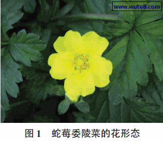 蛇莓委陵菜的花形态