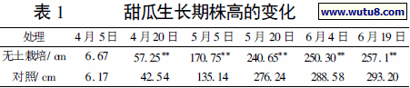 甜瓜生长期株高的变化