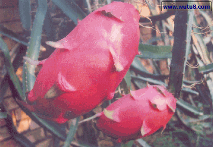 长龙果，火龙果