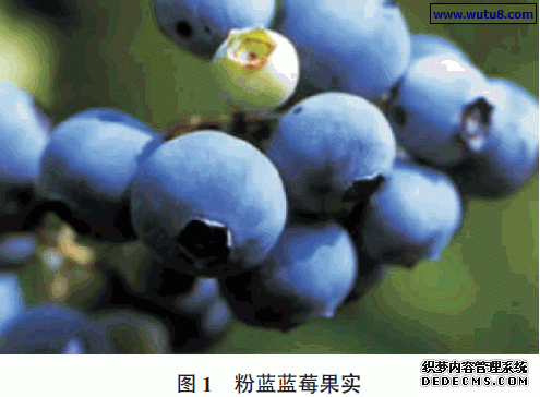 粉蓝蓝莓果实
