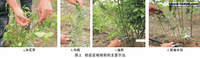 粉蓝蓝莓修剪的主要手法