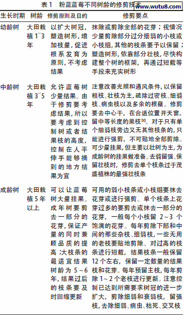 粉蓝蓝莓不同树龄的修剪技术