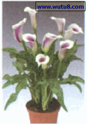 ‘Picasso’彩色马蹄莲