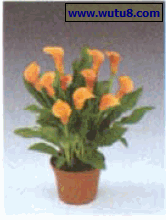 ‘Mercedes’ 彩色马蹄莲