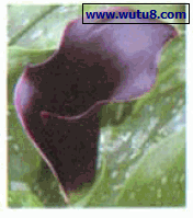 ‘Black Forrest’ 彩色马蹄莲