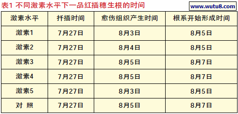 不同激素水平下一品红插穗生根的时间