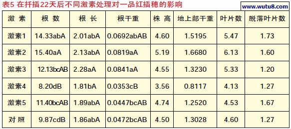 在扦插22天后不同激素处理对一品红插穗的影响