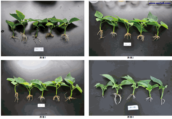 不同激素处理的一品红插穗在扦插第22天后的生长状况