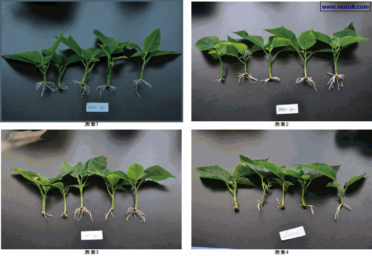 不同激素处理的一品红插穗在扦插第16天后的生长状况