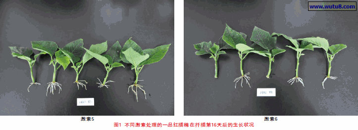 不同激素处理的一品红插穗在扦插第16天后的生长状况