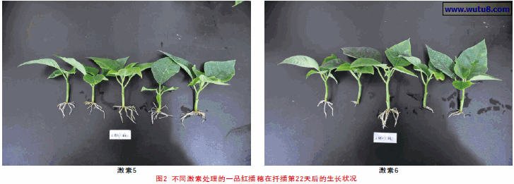 不同激素处理的一品红插穗在扦插第22天后的生长状况