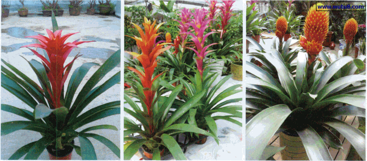观赏凤梨