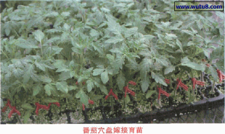 番茄穴盘嫁接育苗