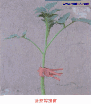 番茄嫁接苗