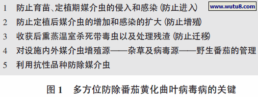 多方位防除番茄黄化曲叶病毒病的关键
