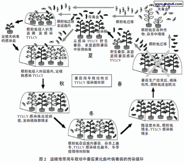 温暖地带周年栽培中番茄黄化曲叶病毒病的传染循环