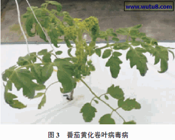 番茄黄化卷叶病毒病图