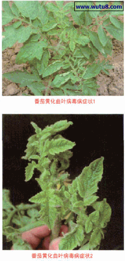 番茄黄化曲叶病毒病症状