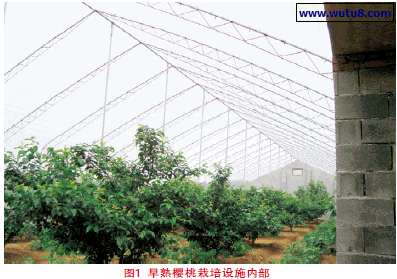 早熟樱桃栽培设施内部