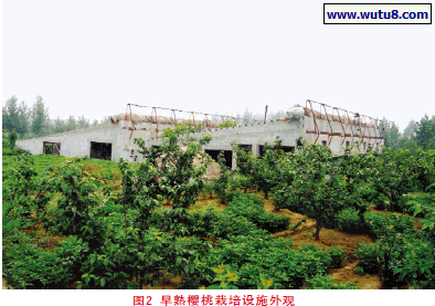 早熟樱桃栽培设施外观