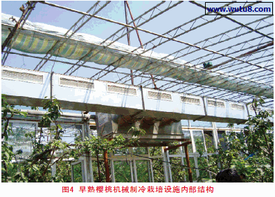早熟樱桃机械制冷栽培设施内部结构
