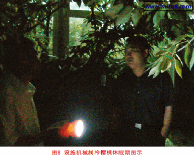 设施机械制冷樱桃休眠期图示