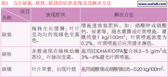 百合缺氮、缺铁、缺镁的症状表现及其解决方法