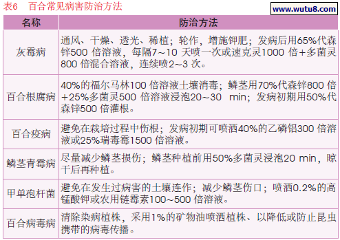 百合常见病害防治方法