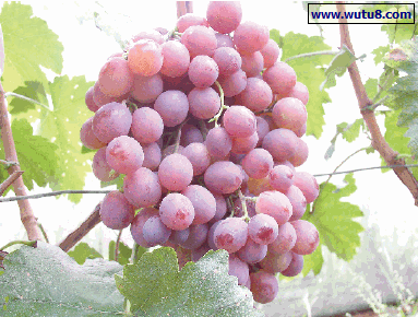 红提葡萄