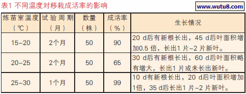 不同温度对移栽成活率的影响