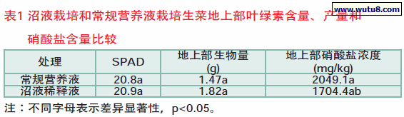 沼液栽培和常规营养液栽培生菜地上部叶绿素含量、产量和硝酸盐含量比较