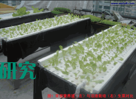 常规营养液（左）与沼液栽培（右）生菜对比