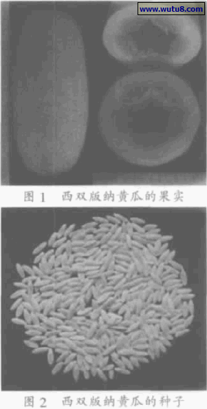 西双版纳黄瓜的果实和种子