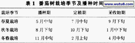 番茄树栽培季节及播种时间
