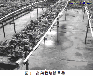 高架栽培槽草莓
